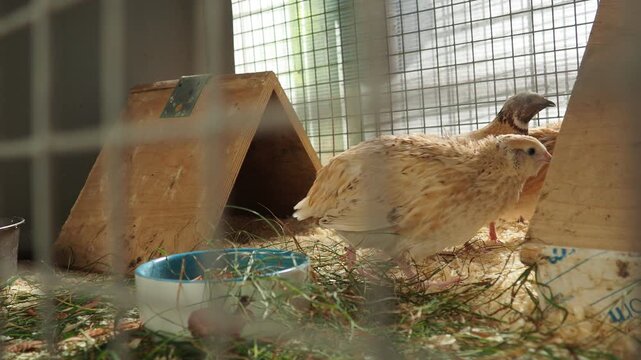 Japanese quail Coturnix japonica, coturnix quail, a species of Old World quail found in East Asia. Fields in which C japonica is used include genetics, nutrition, physiology, pathology. Birds in cage.