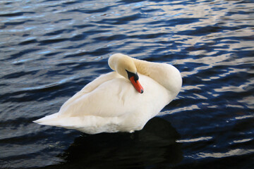 A view of a Mute Swan in London