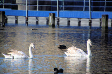 A view of a Mute Swan in London