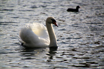 A view of a Mute Swan in London