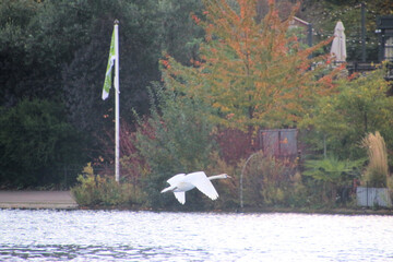 A view of a Mute Swan in London