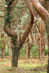 Spannende Formen bei B&auml;umen in einer Plantage