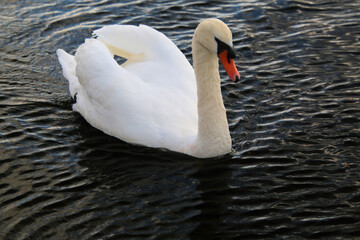 A view of a Mute Swan in London