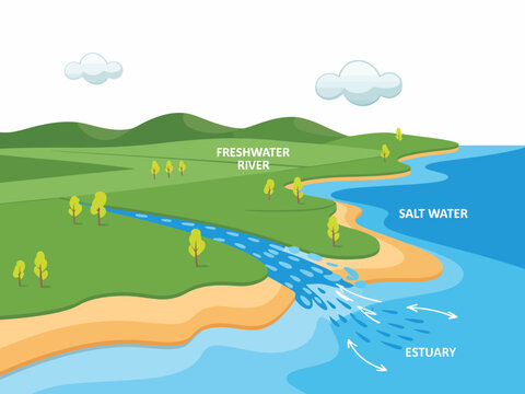 This diagram depicts the interaction between freshwater rivers and saltwater estuaries, visualizing the ecological significance and environmental balance of water bodies in nature.