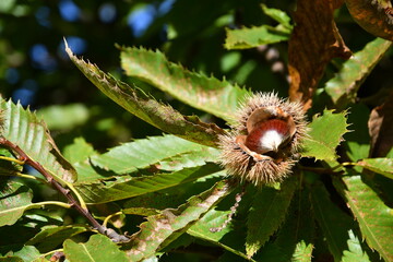 Chestnuts in their husks hanging from chestnut tree branches are about to fall just before harvest in autumn. Chestnut forest in the Tuscan mountains. Italy.