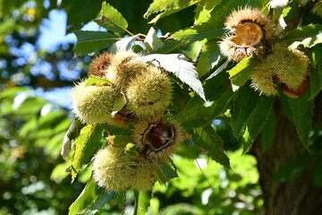 Chestnuts in their husks hanging from chestnut tree branches are about to fall just before harvest in autumn. Chestnut forest in the Tuscan mountains. Italy.