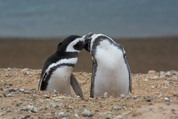 Naklejka premium Magellanic penguin, Caleta Valdes, peninsula Valdes, Chubut Province, Patagonia Argentina