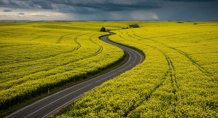 Fototapeta premium Spring Rapeseed Bloom with Rural Road Aerial Photography