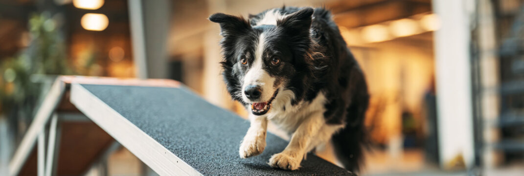 Border collie confidently walks up an agility ramp, showcasing its recovery progress. The pet wears a prosthetic leg, highlighting dedication to fitness and therapy in a training facility, banner