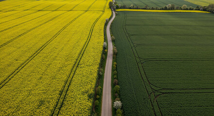 Obraz premium Spring Rapeseed Bloom with Rural Road Aerial Photography