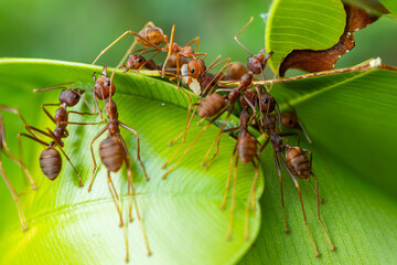 Red weaver ants working together to build their nest on green leaves, showcasing impressive teamwork and natural behavior in the wild.