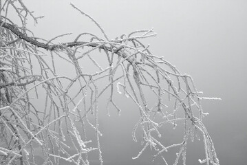 frozen branch covered with snow and ice crystals against a white snowy background, minimalist winter nature scene in black and white.