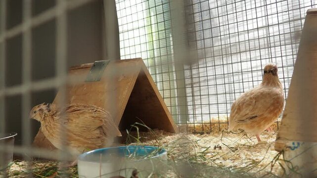 Japanese quail Coturnix japonica, coturnix quail, a species of Old World quail found in East Asia. Fields in which C japonica is used include genetics, nutrition, physiology, pathology. Birds in cage.