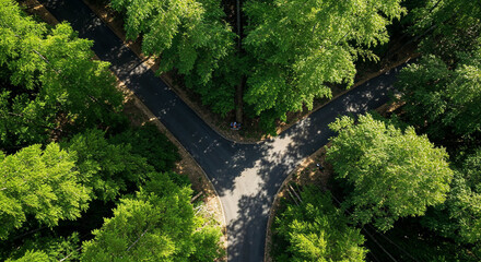 Aerial View of Misty Road Through Dense Bamboo Forest