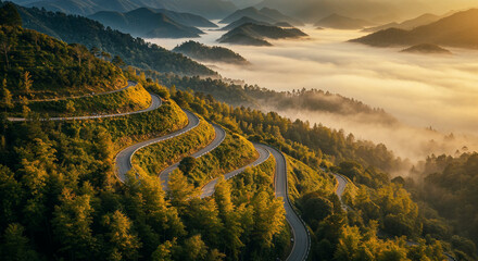 Aerial View of Misty Road Through Dense Bamboo Forest