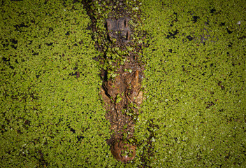 Portrait of a Saltwater Crocodile   (Crocodylus porosus)