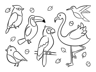 Tropical Birds