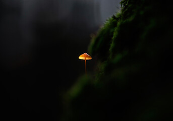 One small fairytale mushroom on a tree grows among green moss and glows with a golden bright light like a flashlight © nataba