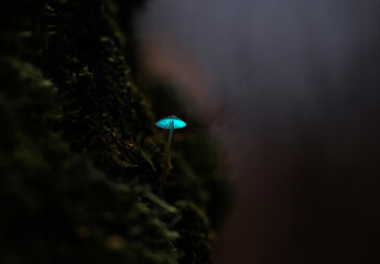 A small fairytale mushroom grows on a tree among green moss and shines with a mystical blue light