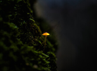 A small fairytale mushroom grows on a tree among the moss and shines golden