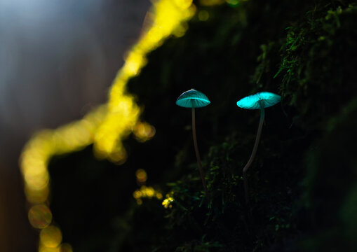 Two small fairy mushrooms on a tree among green moss and glow with a mystical blue light like lanterns