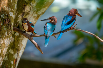  white-throated kingfisher is a striking bird with a vivid blue back, chestnut head and belly, a white throat/chest patch, and a large red bill.