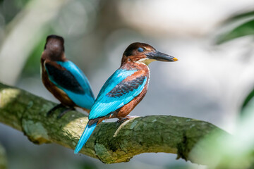  white-throated kingfisher is a striking bird with a vivid blue back, chestnut head and belly, a white throat/chest patch, and a large red bill.