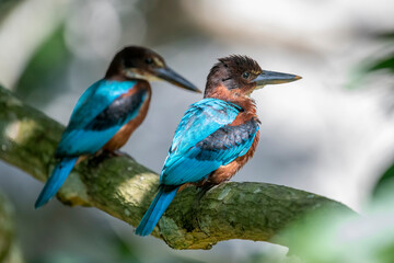  white-throated kingfisher is a striking bird with a vivid blue back, chestnut head and belly, a...