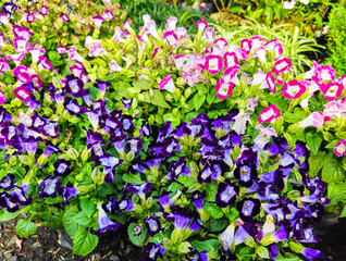 Torenia flowers have a unique trumpet-like shape with gradations of purple, white, and yellow on their petals.