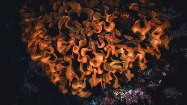 alcyonidium rhomboidale