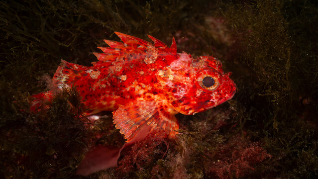 petite rascasse rouge