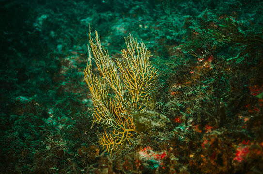 Gorgone jaune