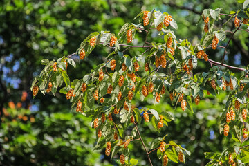 Hop Hornbeam Foliage and Fruiting Pods in Summer Sunlight