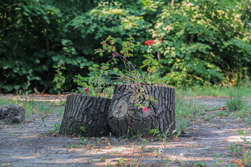 Creative Tree Stump Planter in a Sunny Garden