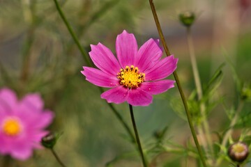 Obraz premium ピンクのコスモス