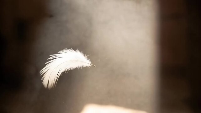 Floating feather soft blurred background