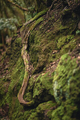 Mystical Moss-Covered Tree Tunnel Path in Anaga Laurel Forest, Tenerife, Canary Islands