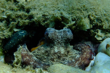 Common octopus (Octopus vulgaris) close-up undersea, Aegean Sea, Greece, Halkidiki, Pirgos beach