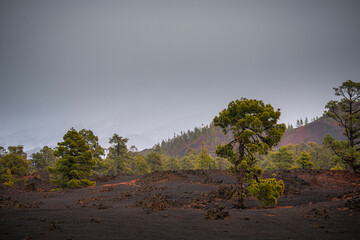 Resilient Pine Trees in Barren Volcanic Lava Field Under Overcast Sky, Tenerife, Canary Islands