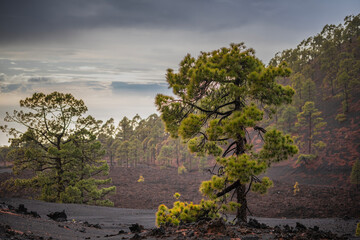 Resilient Pine Trees in Barren Volcanic Lava Field Under Overcast Sky, Tenerife, Canary Islands