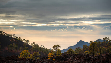 Golden Sunset Over Volcanic Pine Forest and Distant Peaks, Tenerife, Canary Islands