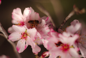 Close Up Of Almond Tree Blossoms