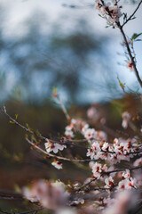 Close Up Of Almond Tree Blossoms