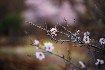 Close Up Of Almond Tree Blossoms