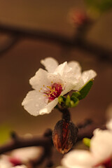 Close Up Of Almond Tree Blossoms