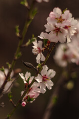 Close Up Of Almond Tree Blossoms