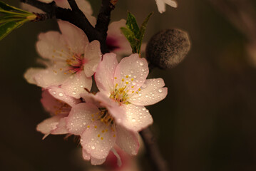 Close Up Of Almond Tree Blossoms