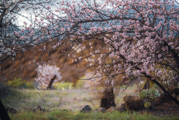Close Up Of Almond Tree Blossoms