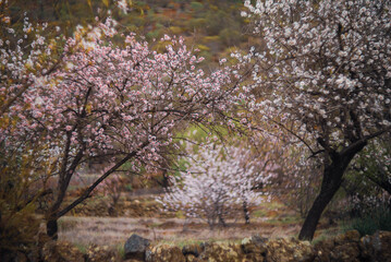 Close Up Of Almond Tree Blossoms