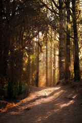 Golden Sunbeams Through Tall Pine Forest at Dawn, Tenerife, Canary Islands